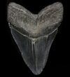 Large, Megalodon Tooth - South Carolina #37355-2